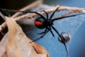 pavouk_cerna_vdova_192.jpg